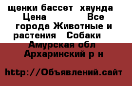 щенки бассет- хаунда › Цена ­ 20 000 - Все города Животные и растения » Собаки   . Амурская обл.,Архаринский р-н